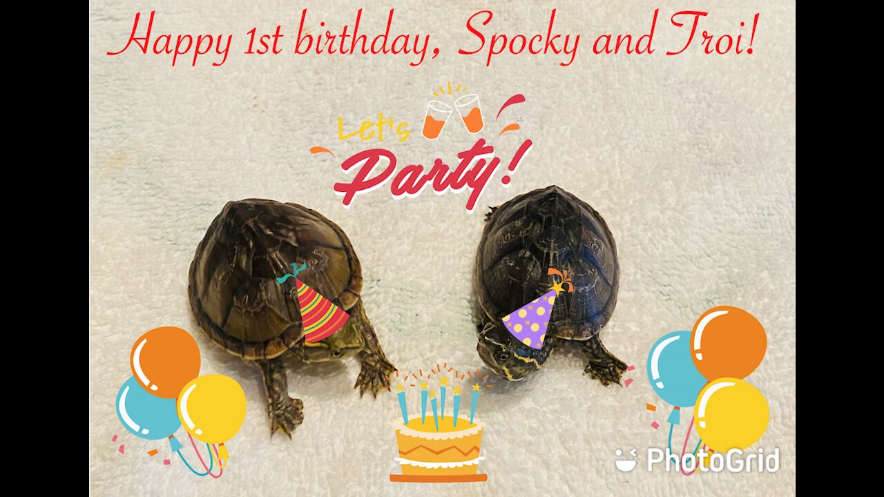 Adventures of Spocky and Troi: Happy First Birthday!