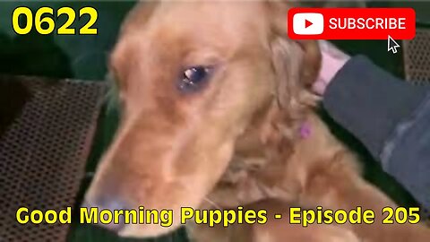 [0622] GOOD MORNING PUPPIES - EPISODE 205 [#dogs #doggos #doggies #puppies #dogdaycare]