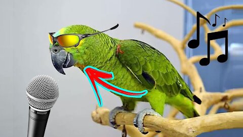 evil parrot -_- 2021