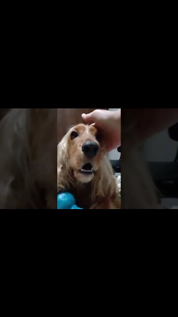 #dogshow , #animals , #dogs, #shorts (1)