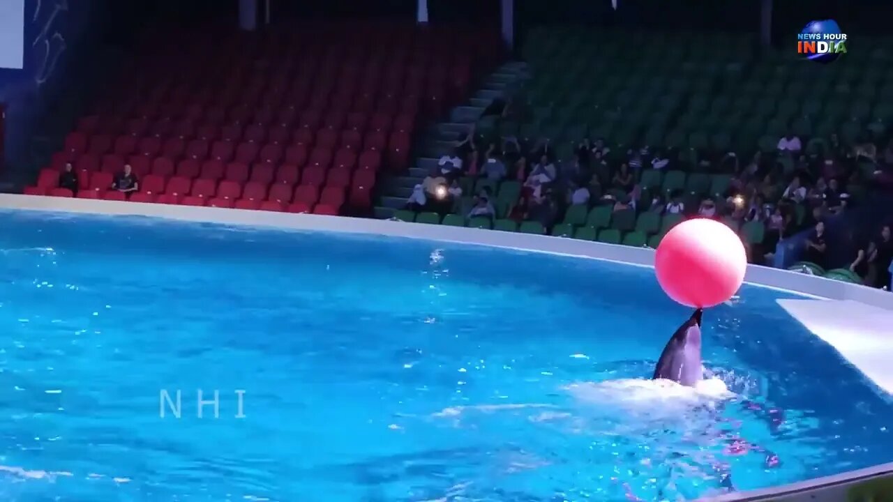 Dolphin Show in Dubai FULL VIDEO | Sea World's Dolphin Show Live