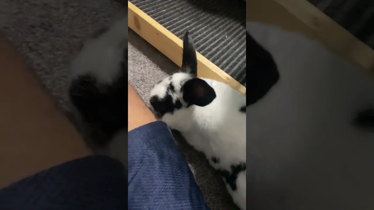 LATE NIGHT SHENANIGANS! #shorts #rabbit #bunny