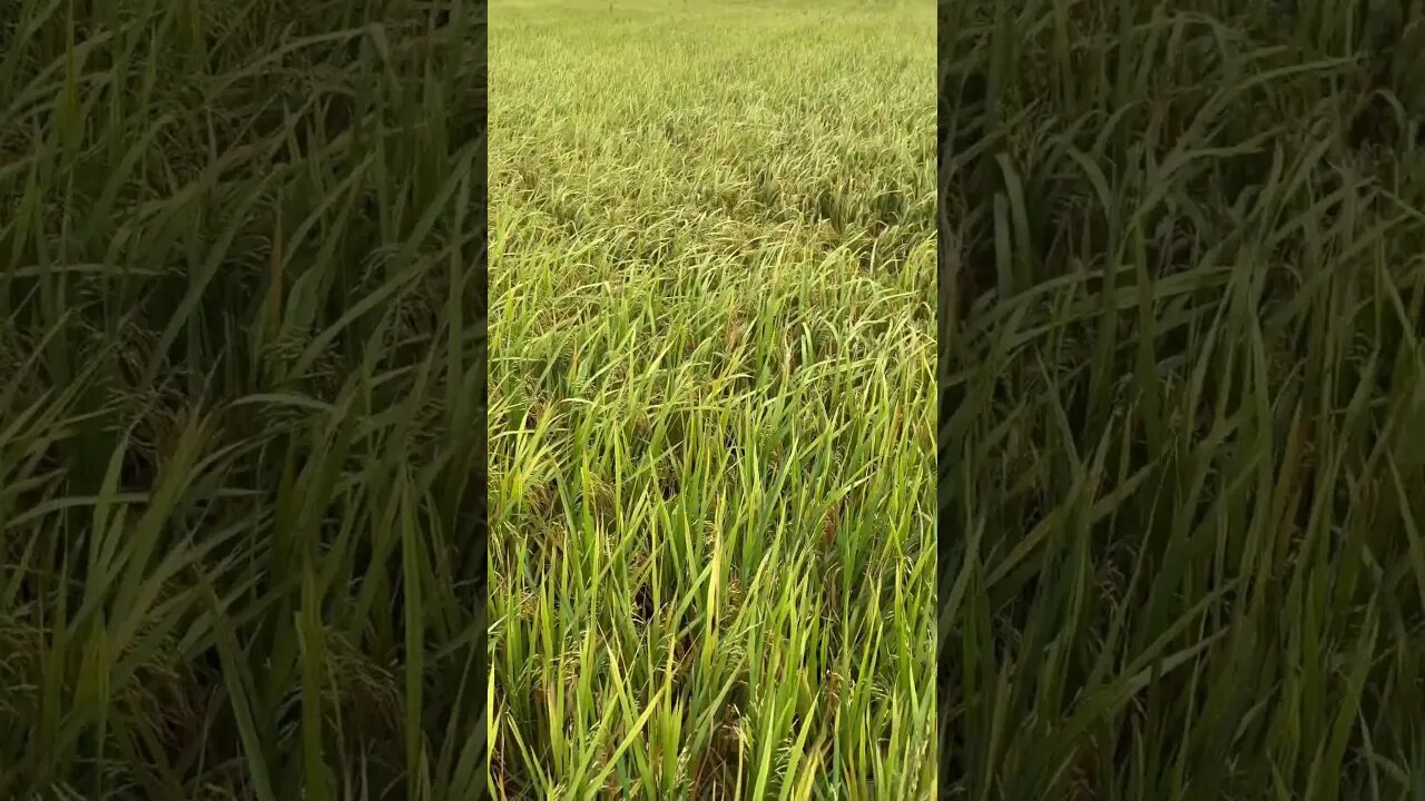 ផ្លែសាហាវណាស់ #npk #nature #agriculture