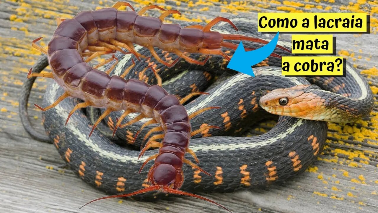 Como a lacraia mata a cobra?