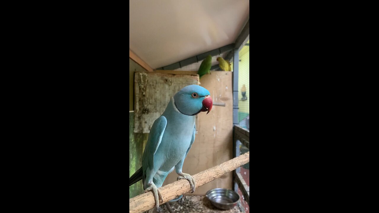 Parrot 🦜