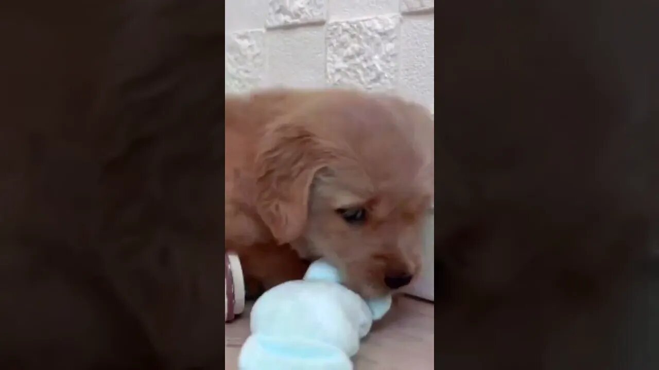 Funniest Cat and Dog Videos Compilation