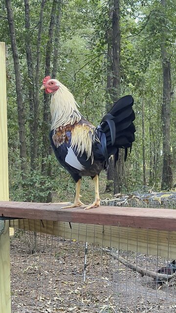 Cowan Roundhead x Chocolate Grey stag