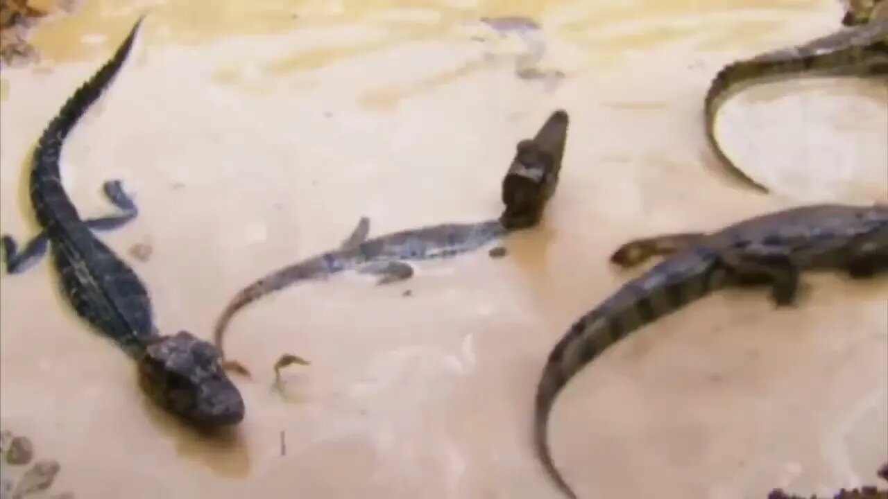10 Deadliest River Monsters In The World!-5