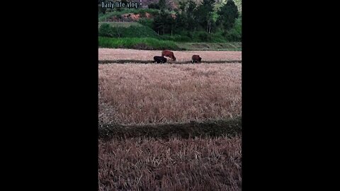 cows and rice fields in my hometown