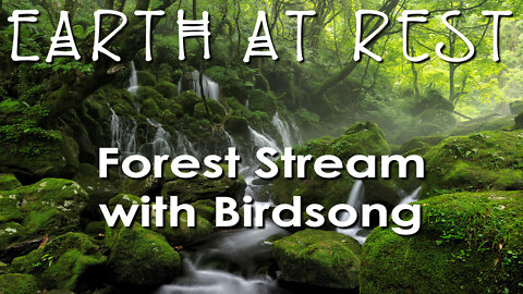 Nature Sounds for Sleep, Study, and Relaxation - Forest Stream with Birds