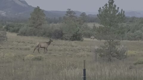 Nature Magic, have you ever heard anything like this before? I thought I woke up in Lord of Rings