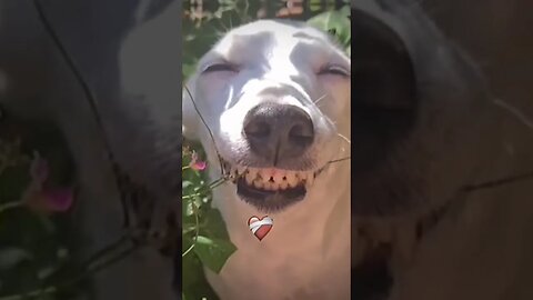 funny smile 😁 #funny #funnyvideo #trending #shorts #youtubeshorts #youtube #viral #video #fyp