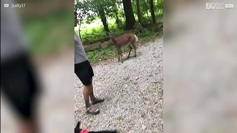 Un cerf passe à l'attaque dans l'Ohio!