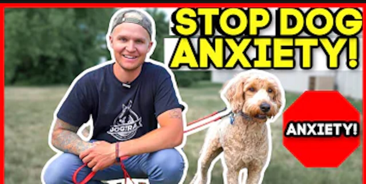 HOW TO STOP DOG ANXIETY