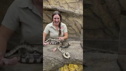 amazing snake🐍 video 😱😱😱 omg 😱😱 #shorts(1)