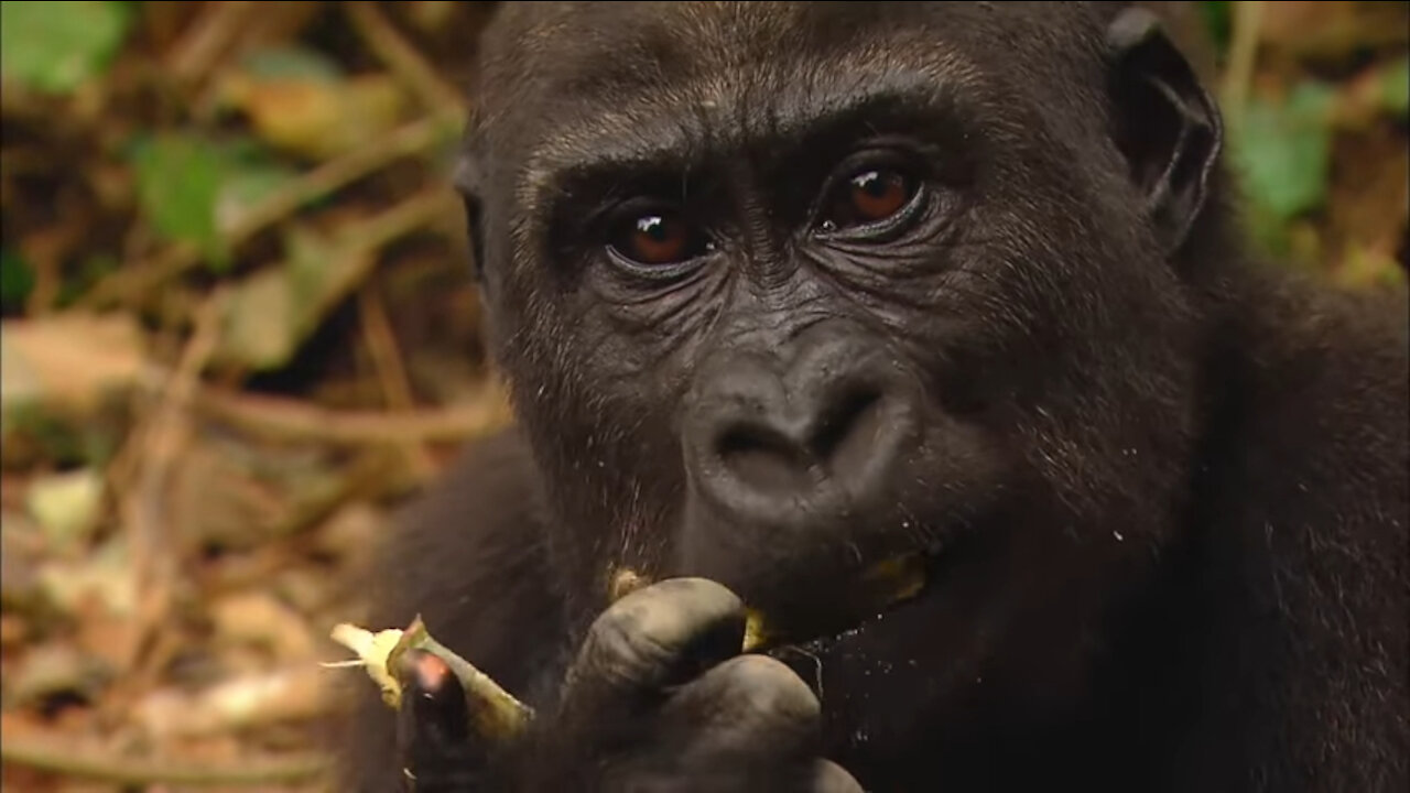 * GORILLA * | Animals For Kids | All Things Animal TV