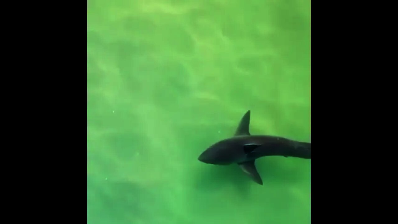 Shark 🦈 near dead Whale 🐋 | #Shorts #Animals #Whale