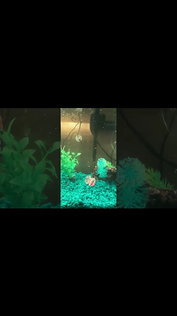 Enjoy The Fish Tank Featuring Tiny Fish