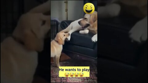 He wants to Play #shorts