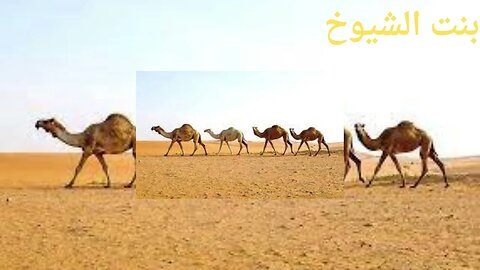 قصة وقصيدة مجالس البادية@Badia11