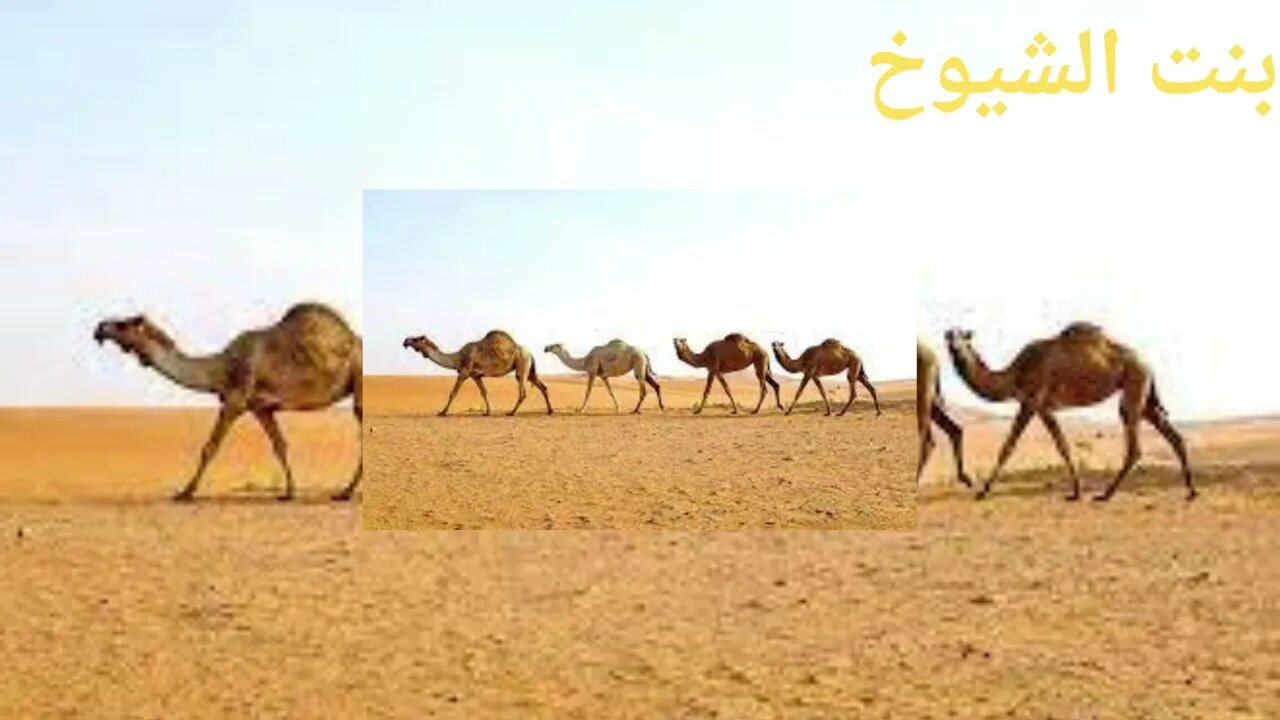 قصة وقصيدة مجالس البادية@Badia11