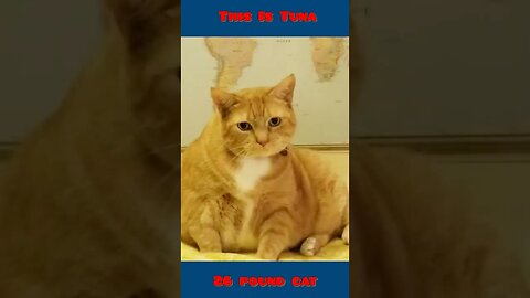 My Fat Cat Tuna