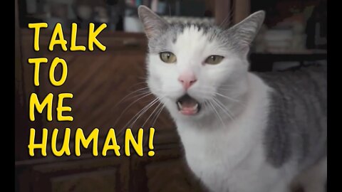 Cats talking ! these cats can speak english better than human