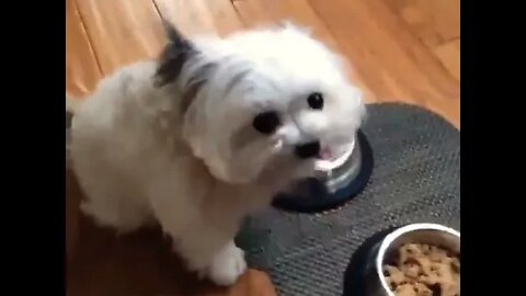 "Food? Food? Food? Yay! Yay! Yay!...Thank you!" #shorts #shortsfeed #clips #shortvideo