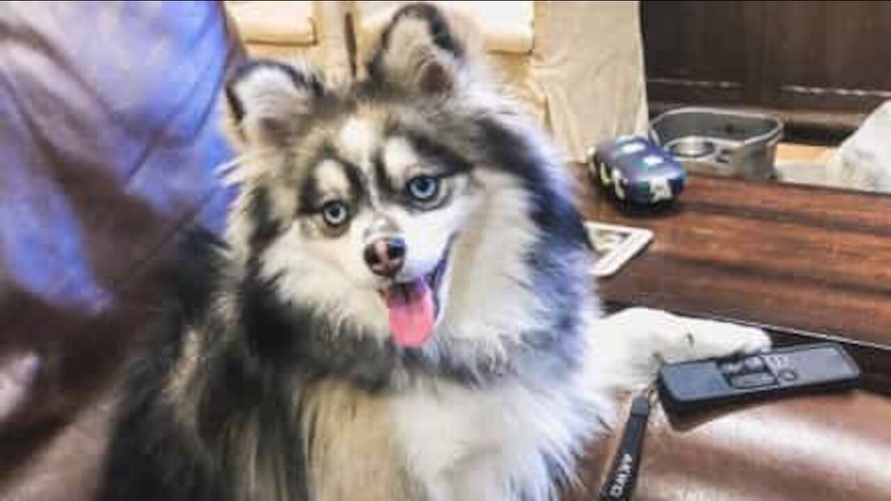 Ce chien enchaîne les tours, un vrai petit acrobate