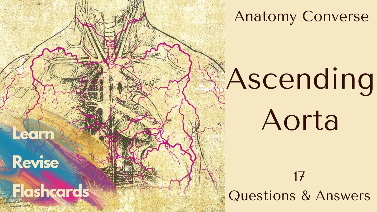 Ascending Aorta Anatomy Flashcards | 17 Questions and Answers