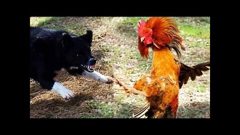 Chicken Vs Dog insane fight💥🐓vs🐕