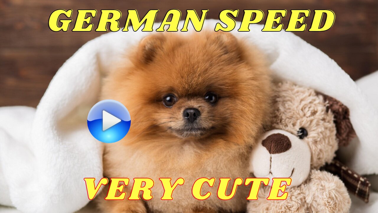 SPEED GERMAN PUPPIES PICTURES