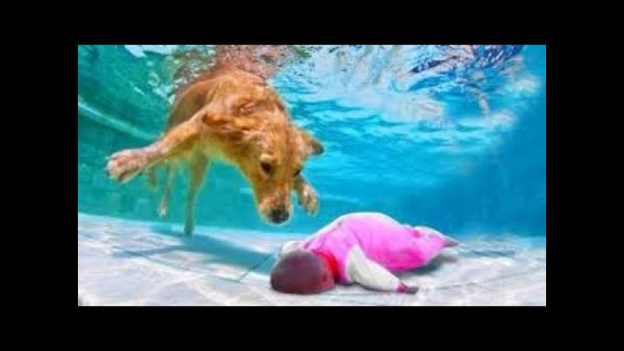 Funny Babies Playing With Dogs Baby and Pet Videos Funny Baby! cute baby.