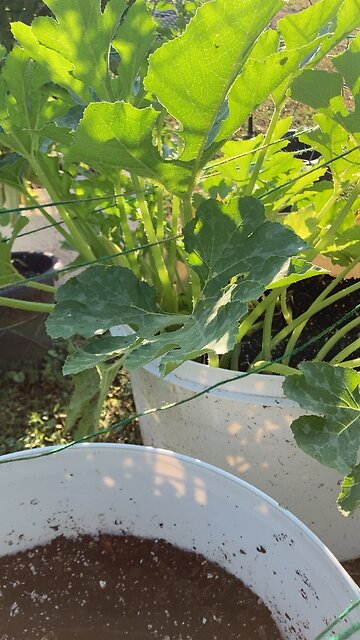 Squash update