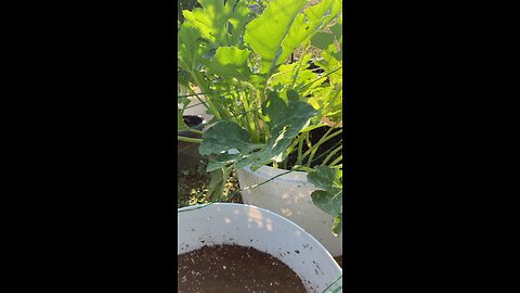 Squash update