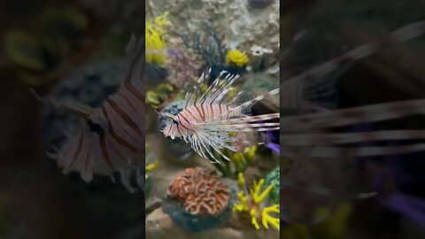 Unique fish #aquarium #trending #youtubeshorts #shortvideo #fish #shorts #short #trendingshorts