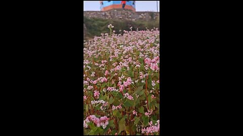 beautiful flowers