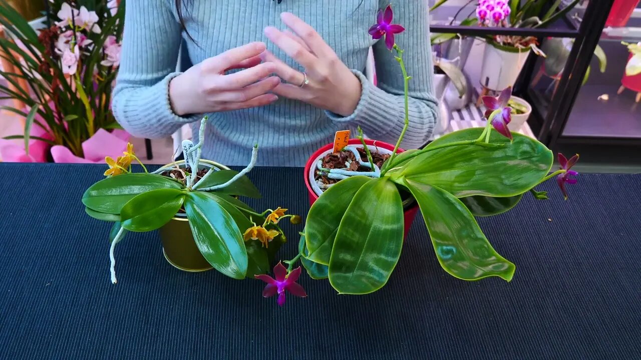 Why Orchid roots DON'T need light and clear pots