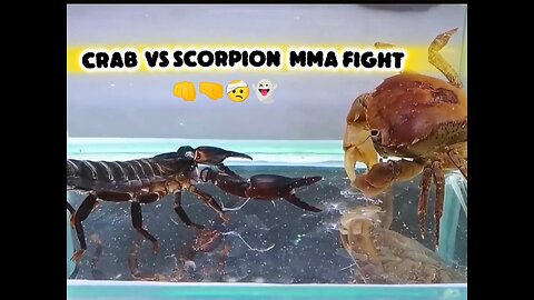 crab Vs scorpion 🦂 MMA fight 🤜🤯🤛