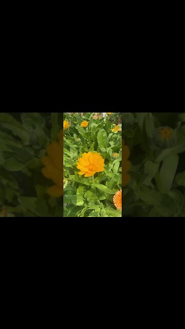 Pot Marigold Calendula, great garden helper