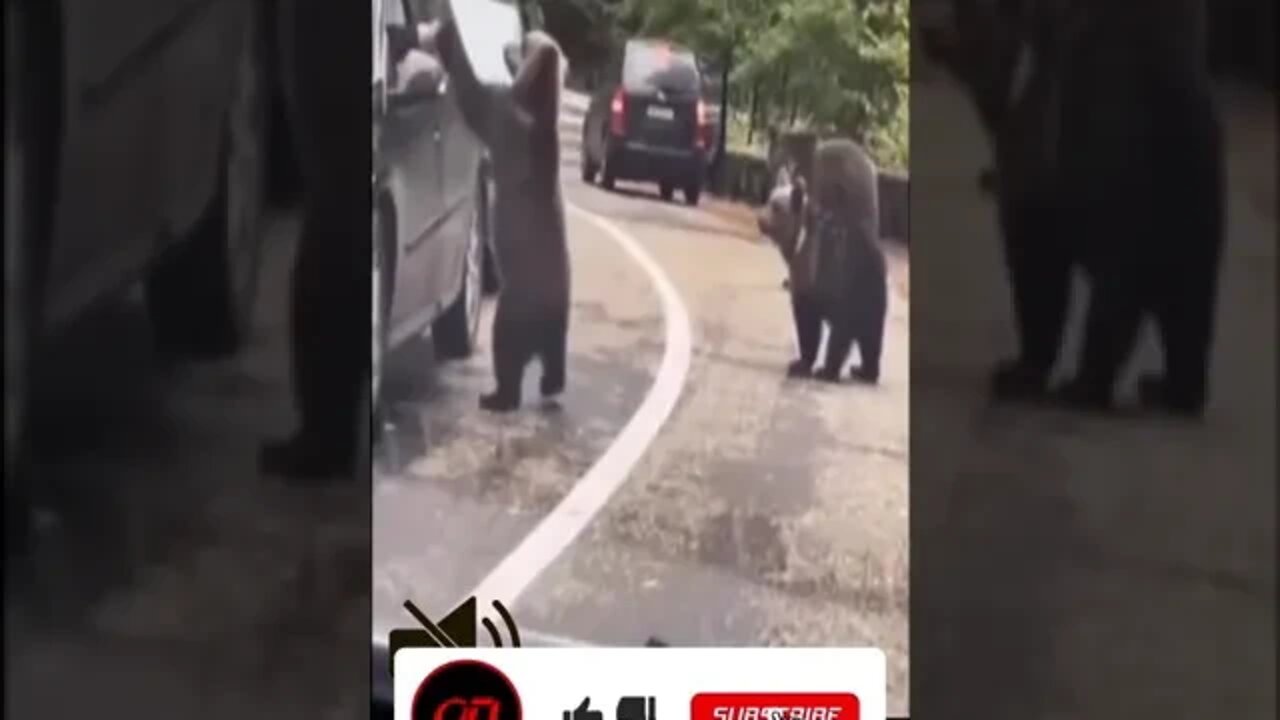 This Bear Just Wanted a High Five 🖐