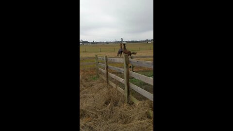 The horses having a good time