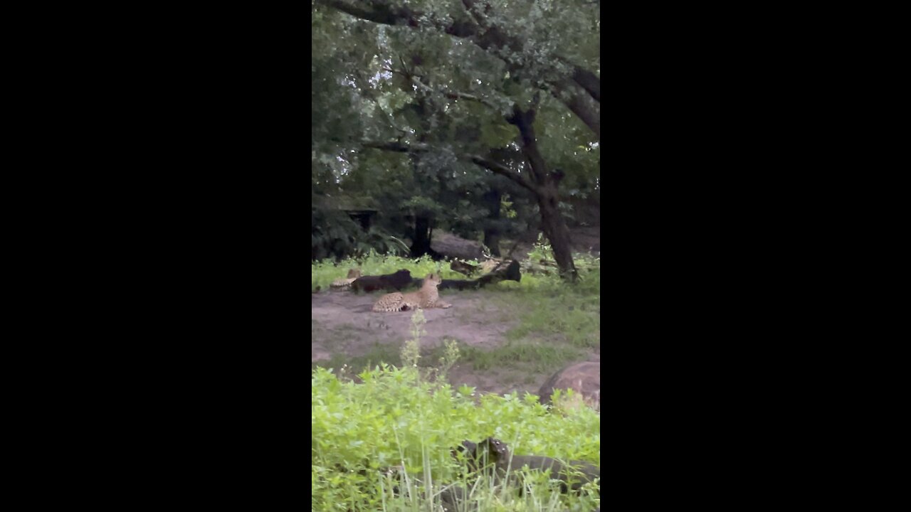 Meet the fastest land mammal in the world