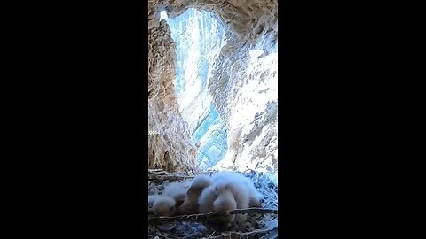 Eagle in cave