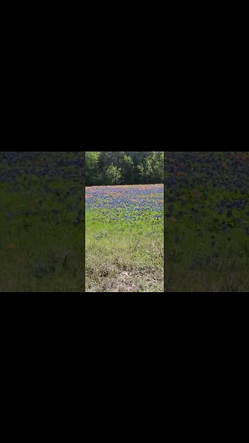 Just a nice drive down a #Texas #backroad #dirtroad #flowers #wildflowers #slowdown