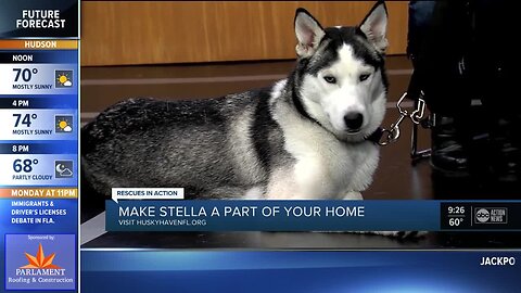 Rescues in Action Dec. 7 | Stella needs forever home