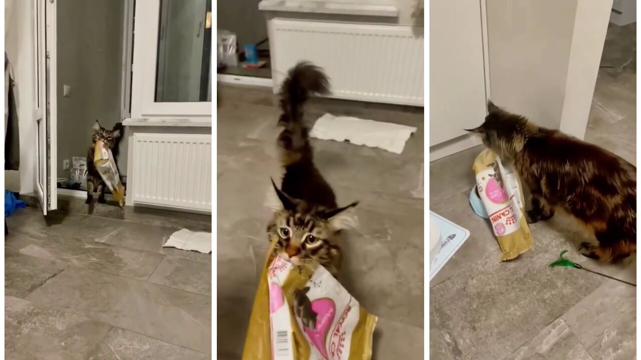 Funny Food-obsessed Cat Trying To Pour Food For Himself