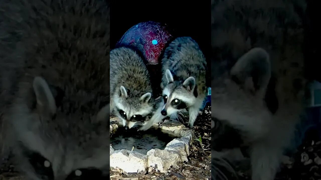 Mom Steals Hot Dog from Baby #shorts #funnyanimals #nature