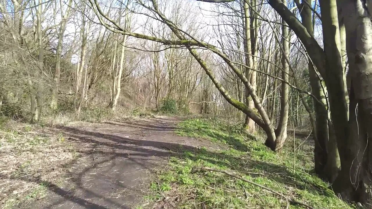 Relaxing walk through the woods,