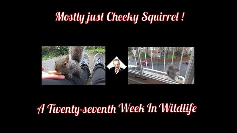 A Twenty-seventh Week In Wildlife - Mostly Cheeky Squirrel !